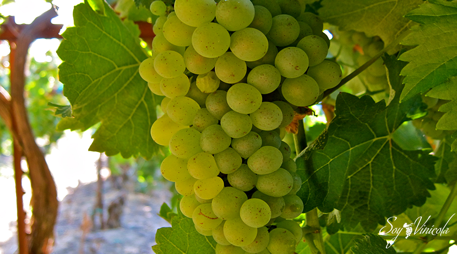 Chenin Blanc Una Cepa Dorada Y Dulce Conoce Más Sobre Ella