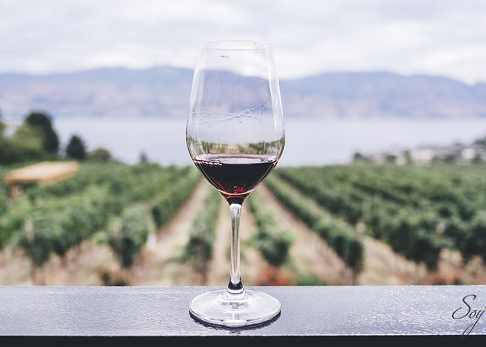 Diferencias entre vino orgánico, sustentable y biodinámico.