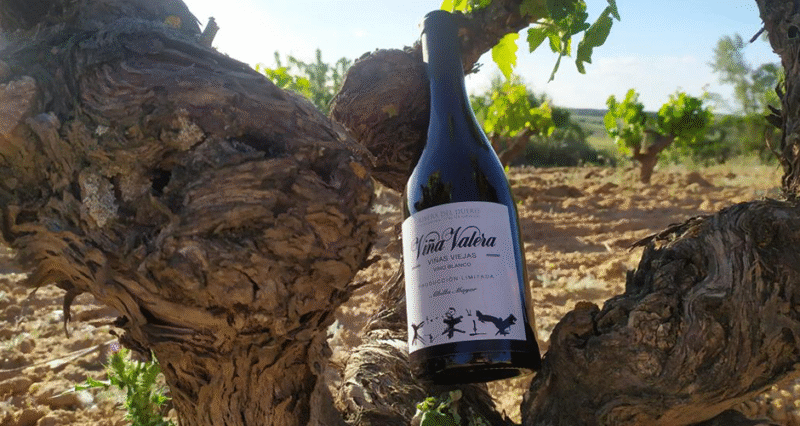 Vino Albillo Viña Valera Viñedo