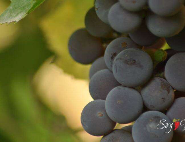 Características de los vinos Nebbiolo