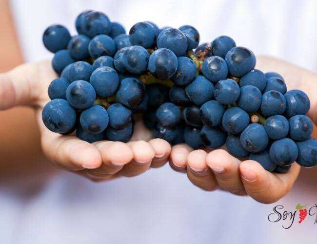 Conociendo más a fondo la dulzura de los vinos