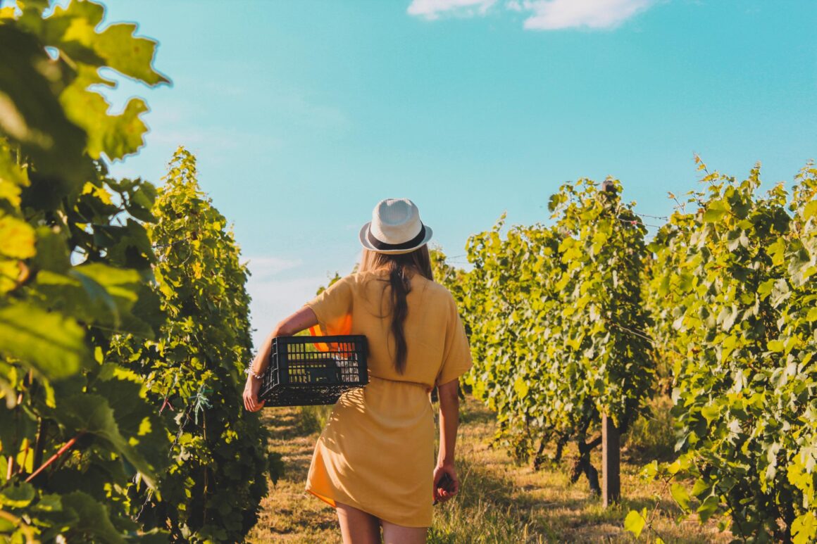 Experiencias en viñedos mexicanos y rutas del vino en México rodeadas de paisajes vinícolas.