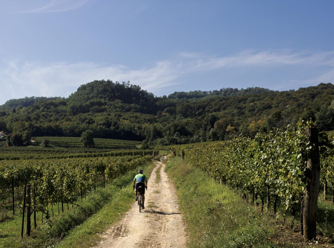Rutas del vino mexicano y viñedos en México impulsando el enoturismo y la cultura vinícola.