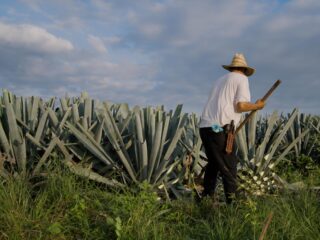 Trabajador con sombrero camina entre plantas de agave y lleva una herramienta.