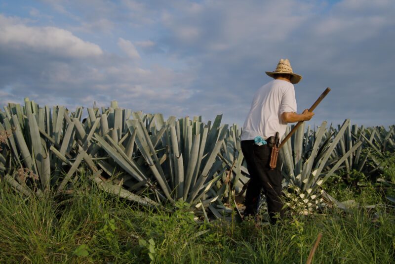 Trabajador con sombrero camina entre plantas de agave y lleva una herramienta.